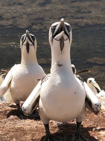 Helgoland